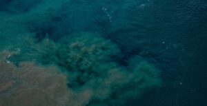 acidificazione degli oceani