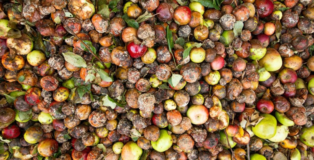spreco alimentare