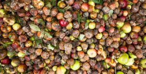 spreco alimentare