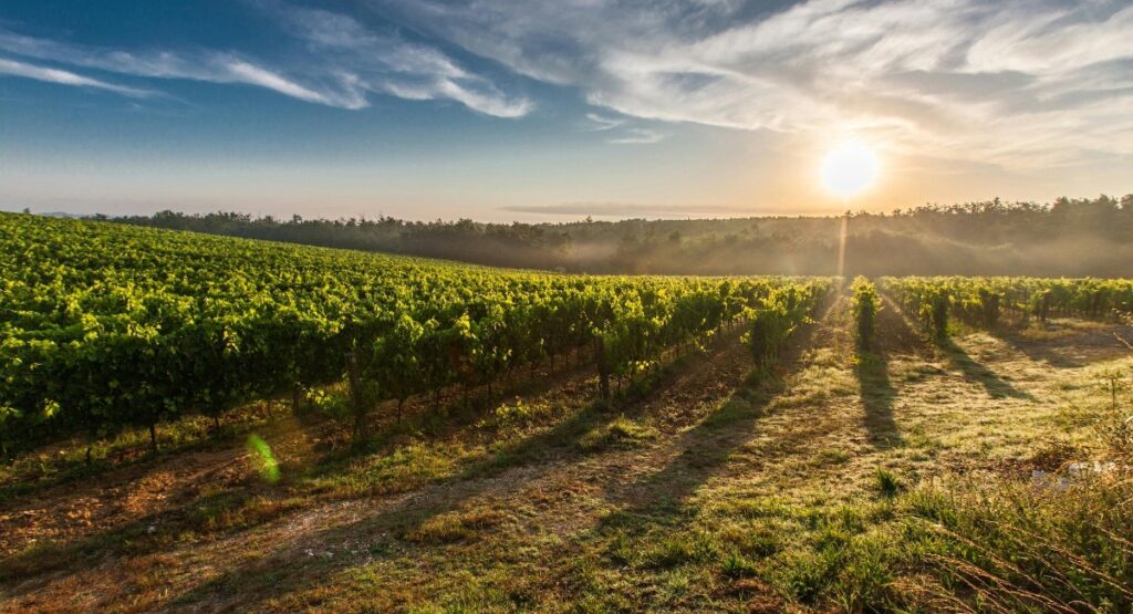 cambiamento climatico vino