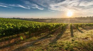 cambiamento climatico vino