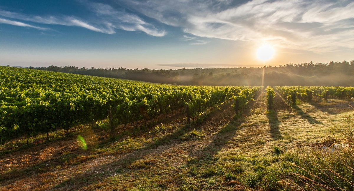 cambiamento climatico vino